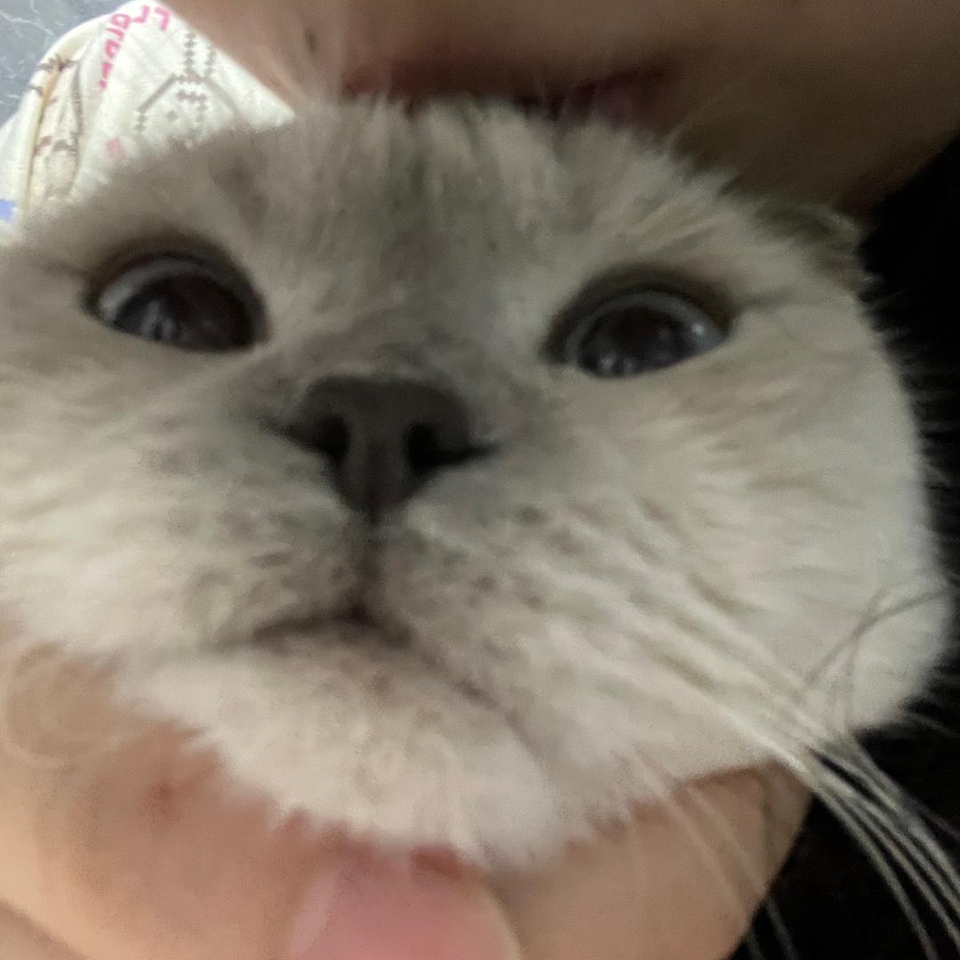 菲菲大王