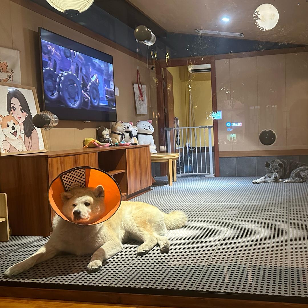 跟着圈圈去旅居