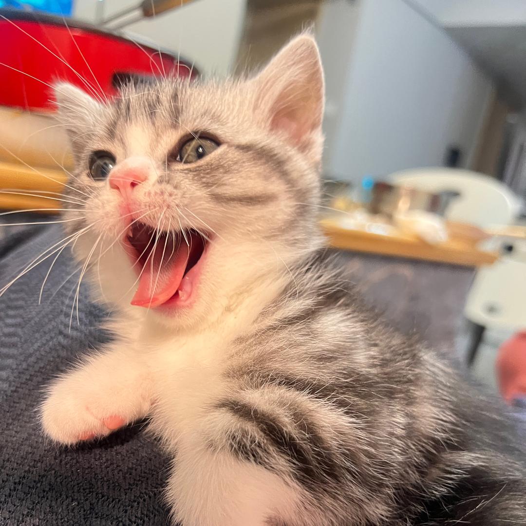 喵了个咪🐱
