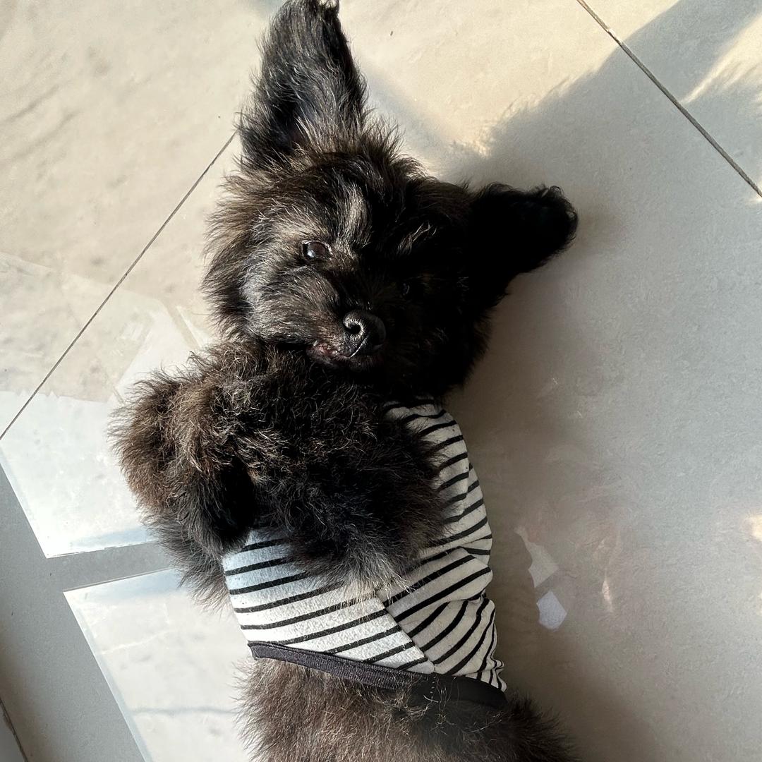 我叫瓜子