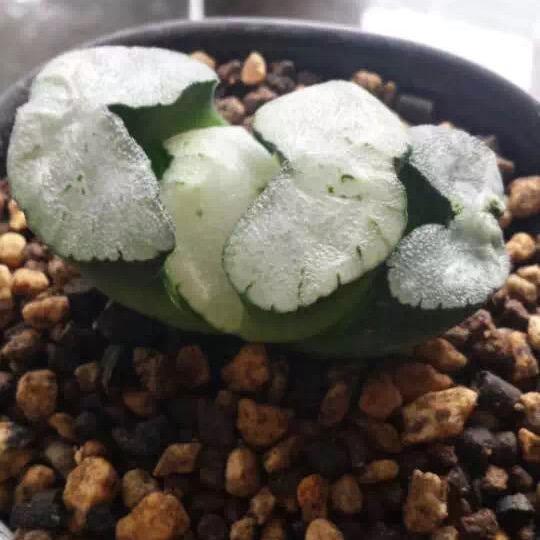 王红