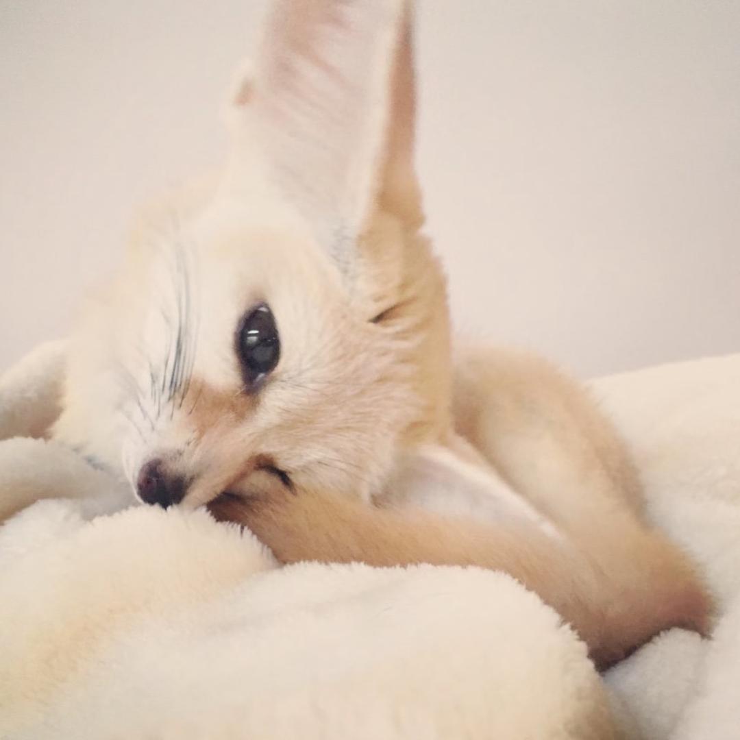 有名的矫情小朋友