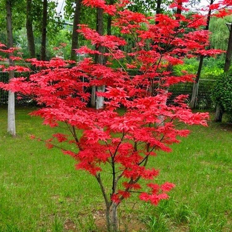 花艺轩