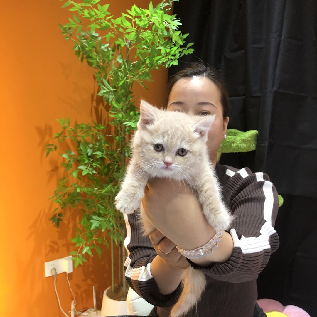 维宠有嘉宠物昆山金鹰店