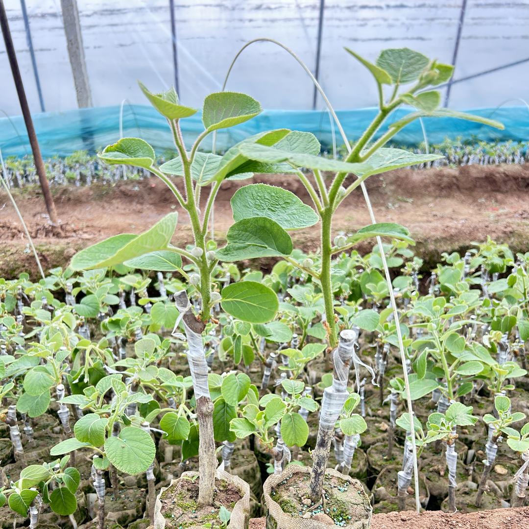 银南果树苗木专营店