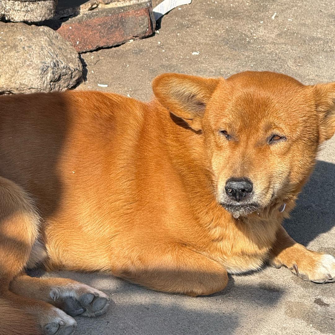 紳紳（地铁逃生）