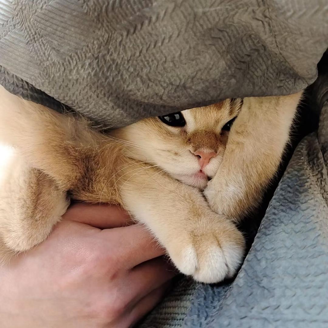 发誓只爱栀子花