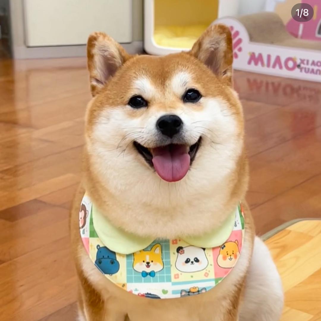 寻茶优选@宠物用品