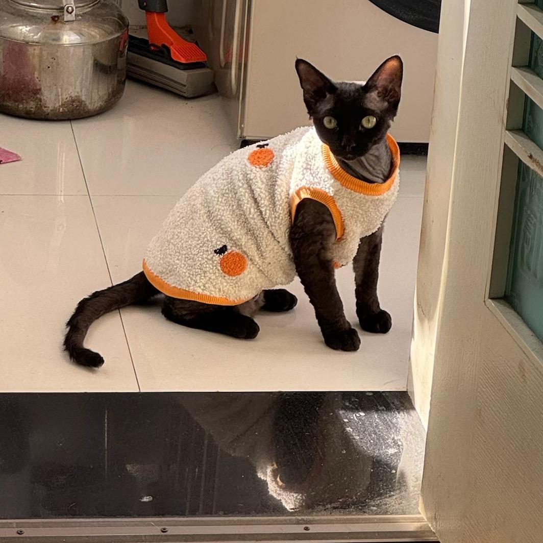 不会做饭的胡子