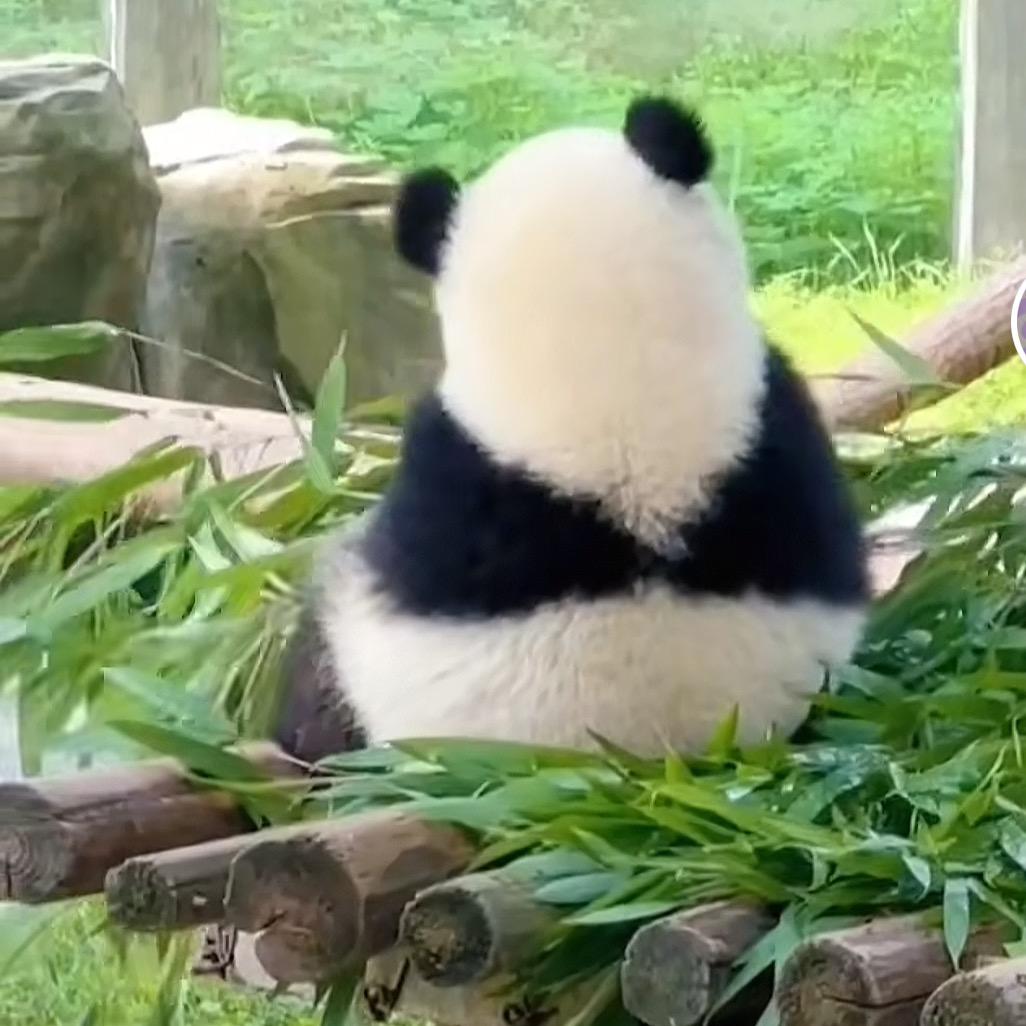 憨宝儿