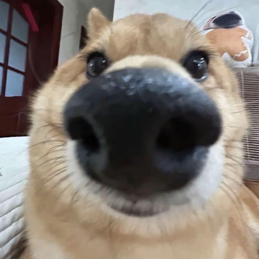 cn章鱼燒（接委托版）