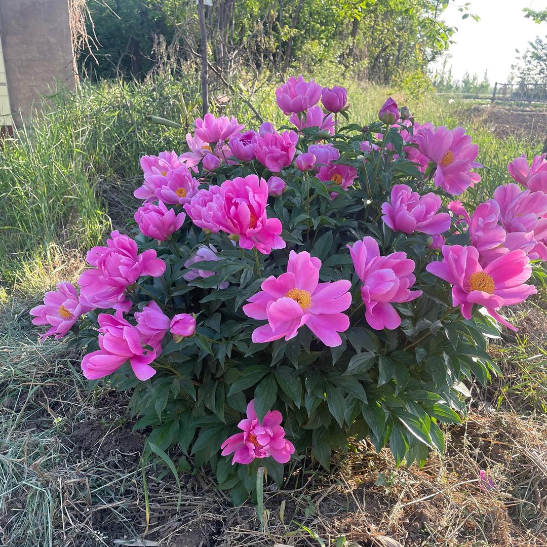 春暖花开