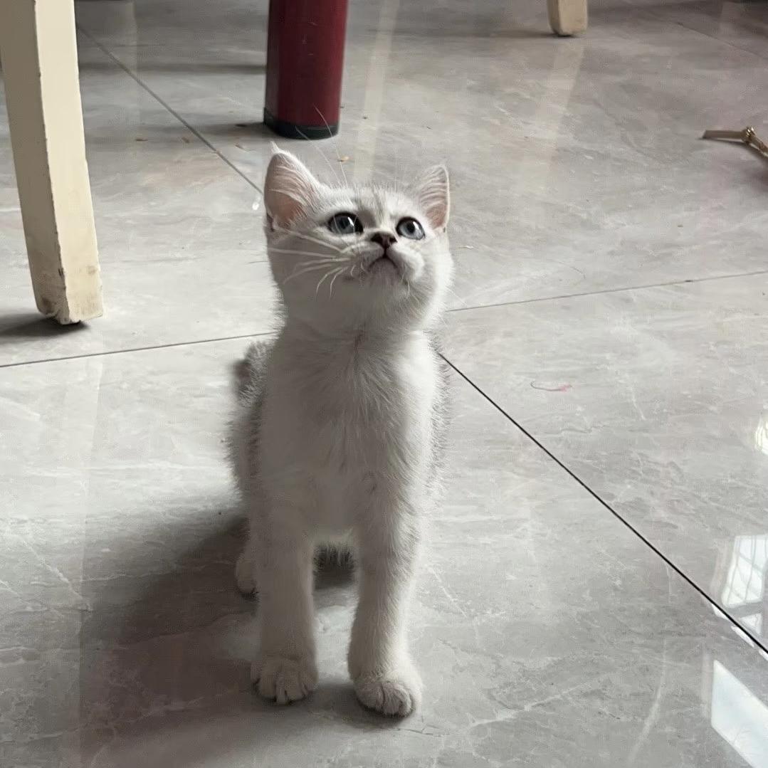 唐宁街的猫