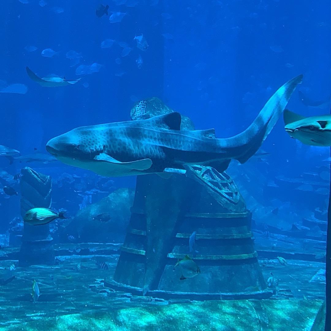 轻舟已过万重山