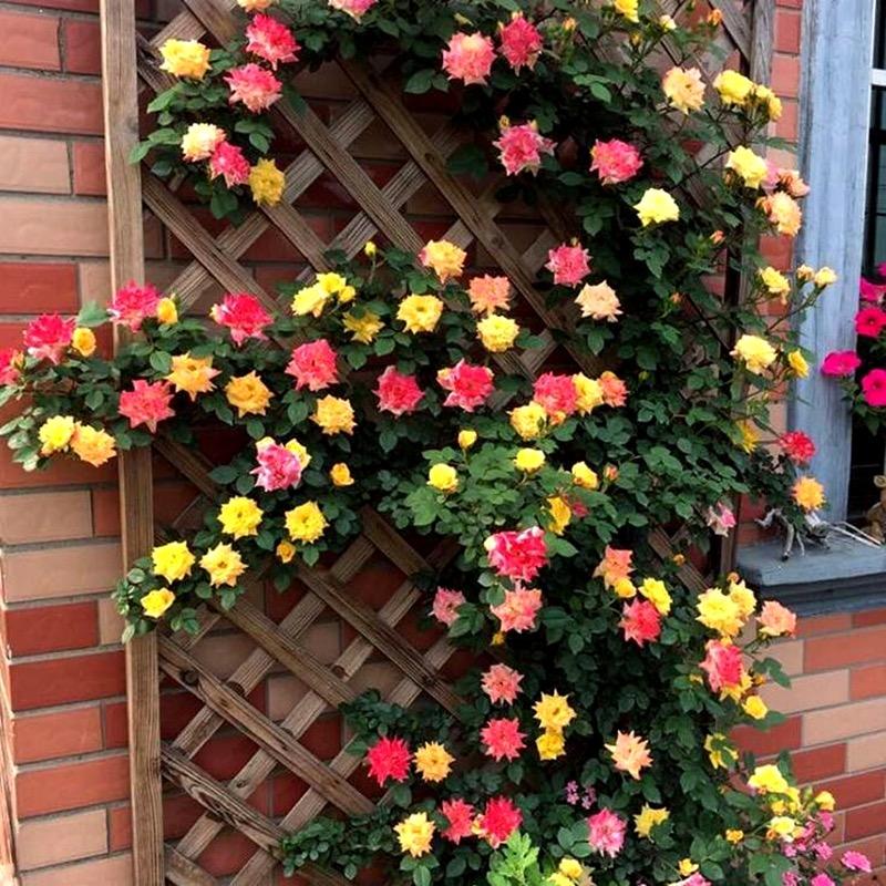 春魂花卉苗圃