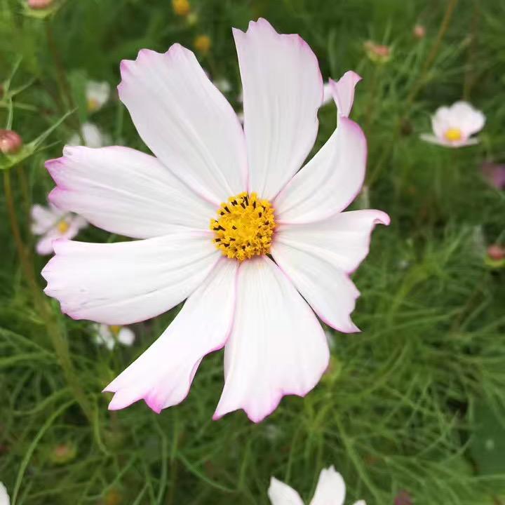 愉悦
