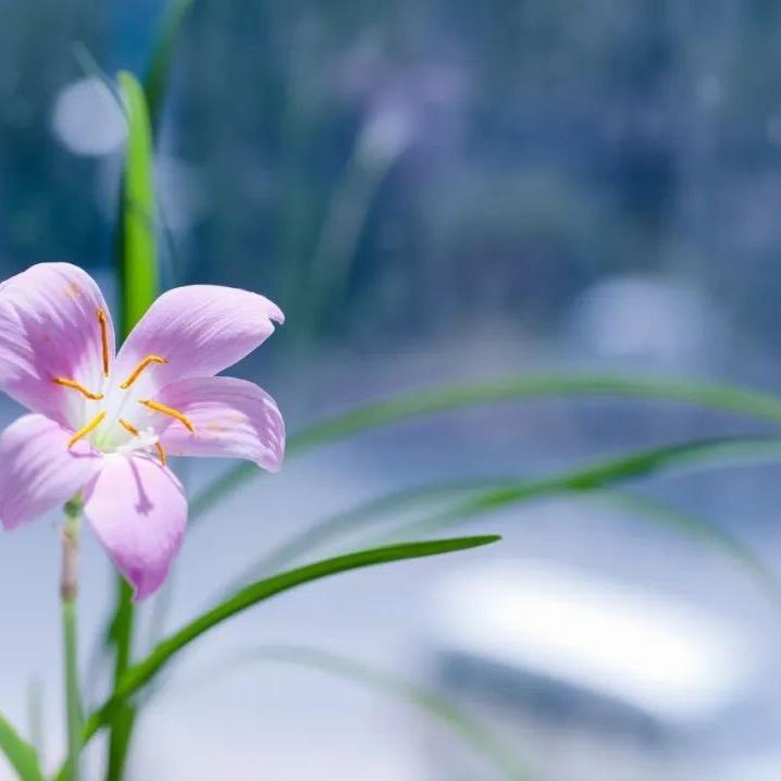水云间☁️🙏🌹🌼🍃