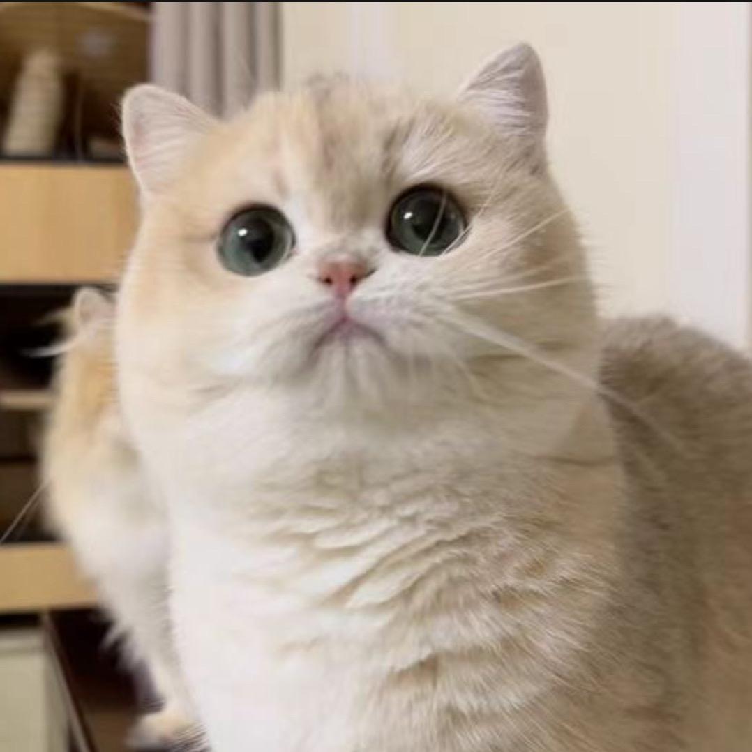 好可爱猫舍