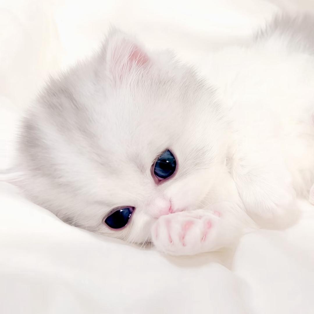 shanT^T