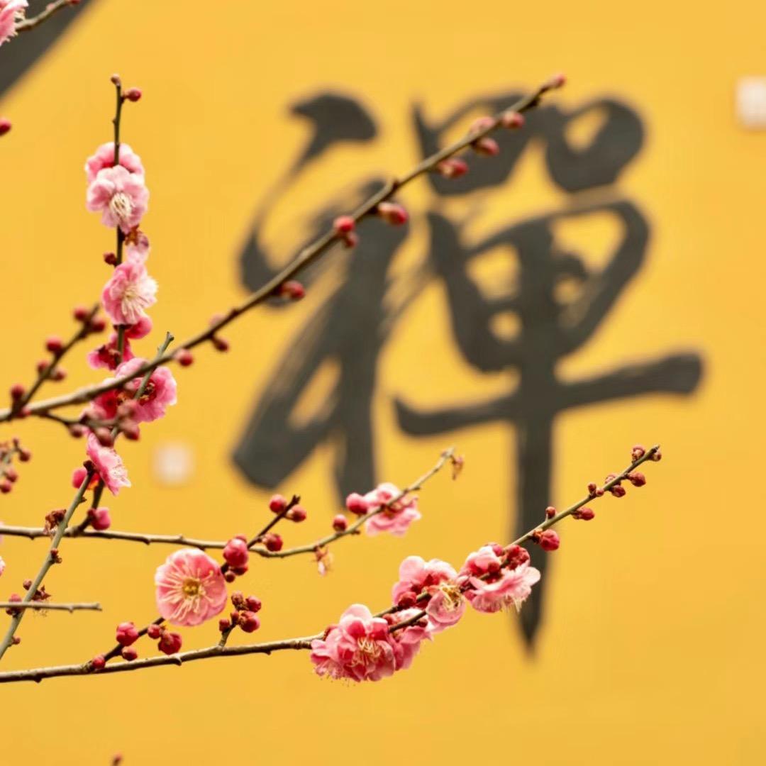 禅心