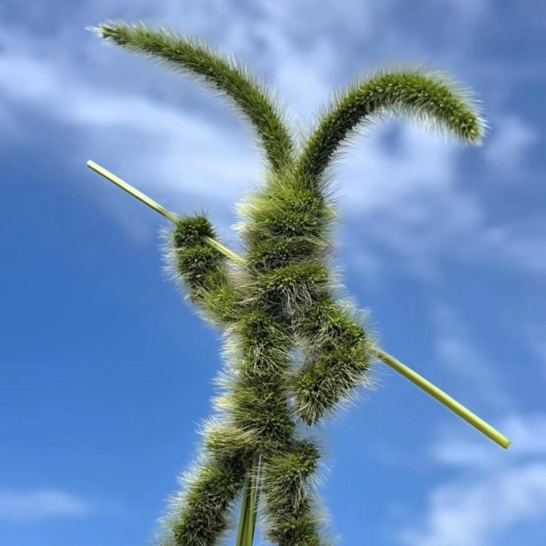 爱尔信春季高考总负责王老师