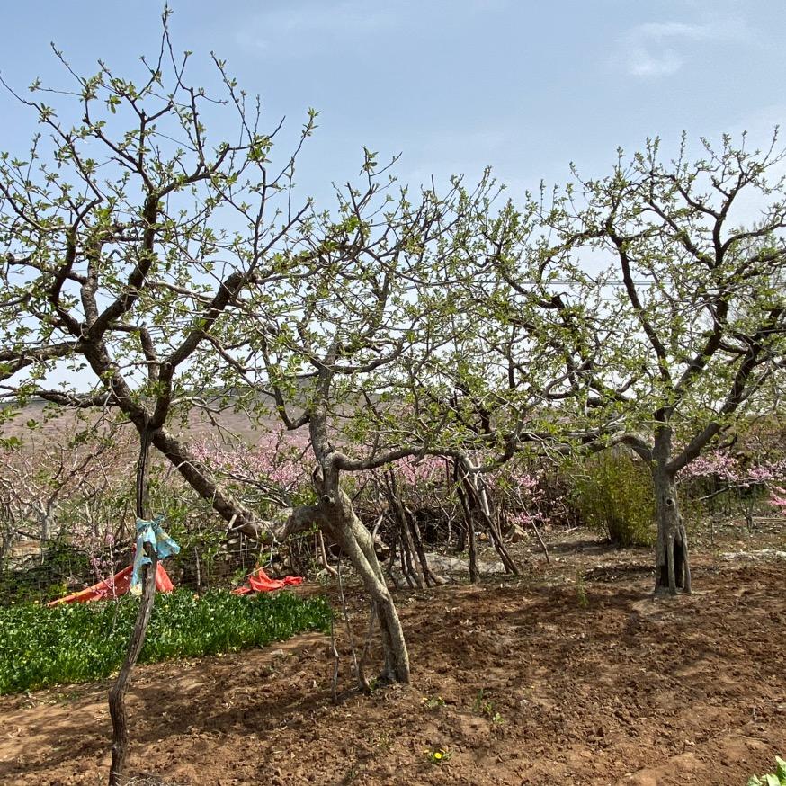 鲁量生财果树苗木专卖店