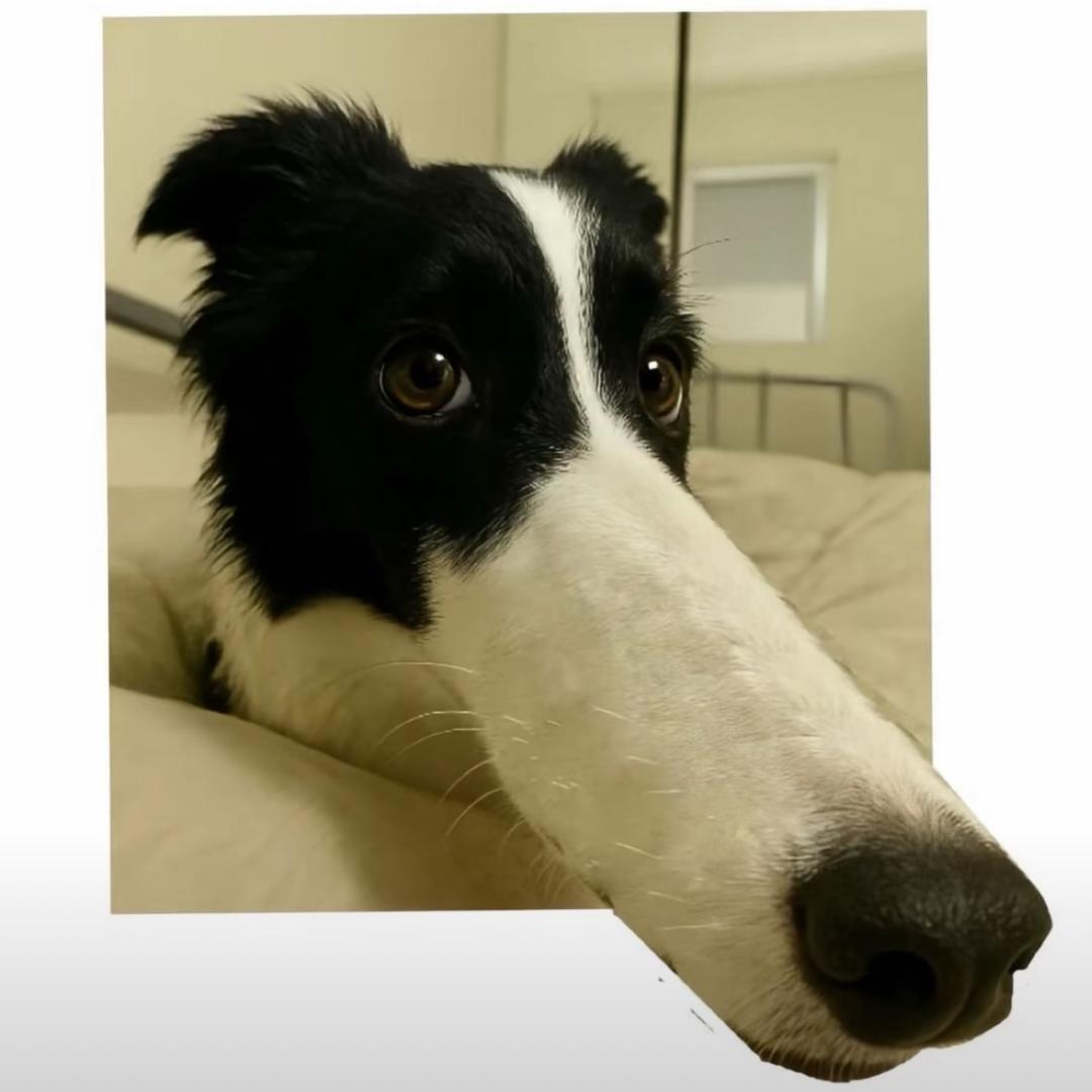 48k纯舔🐶