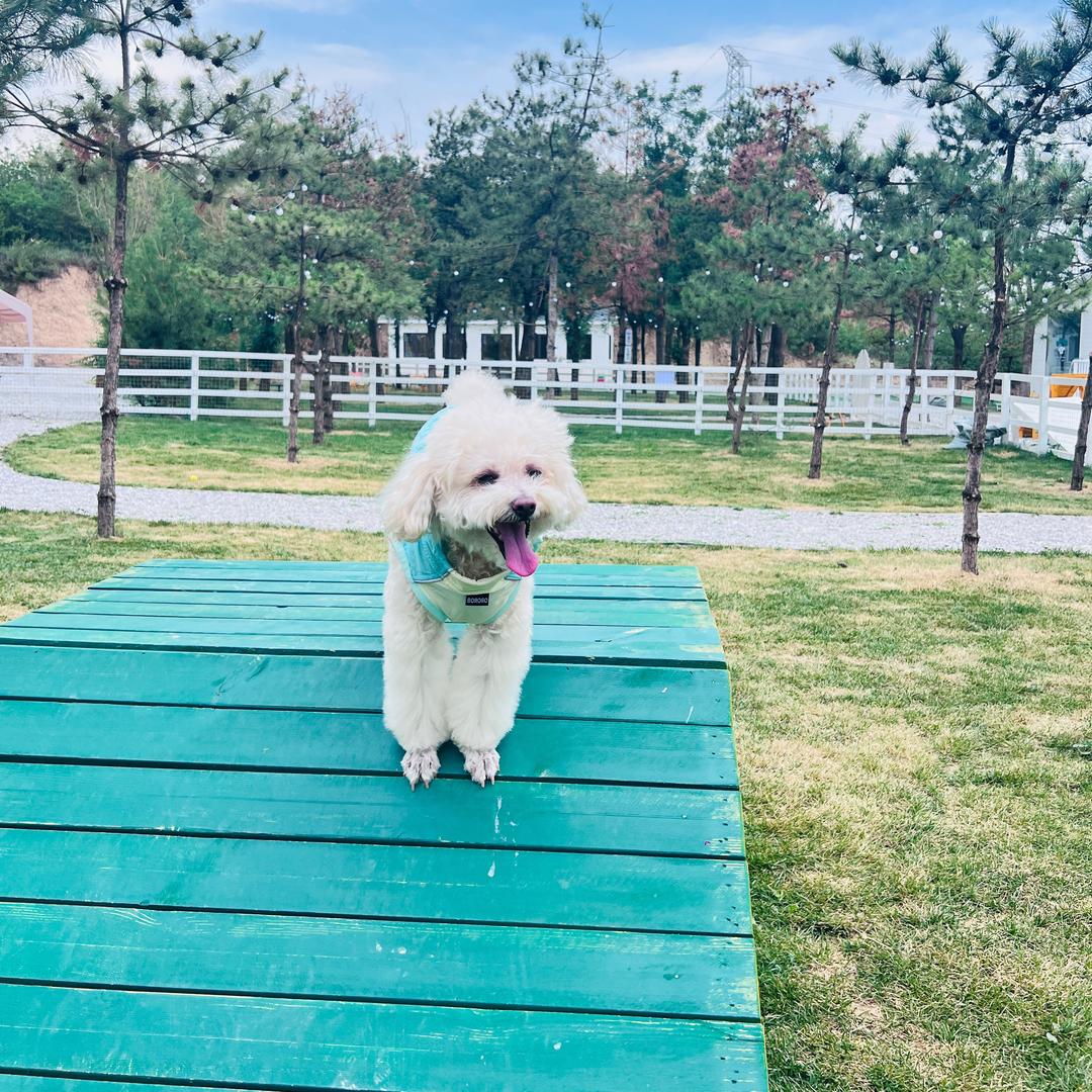 可爱多🐶是只小泰迪