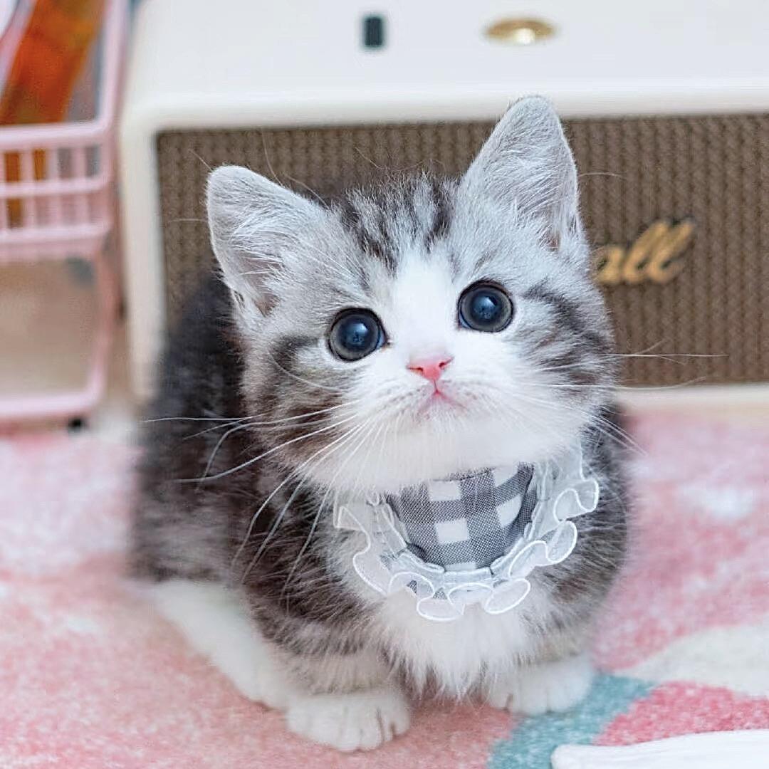 宿迁派多格宠宝