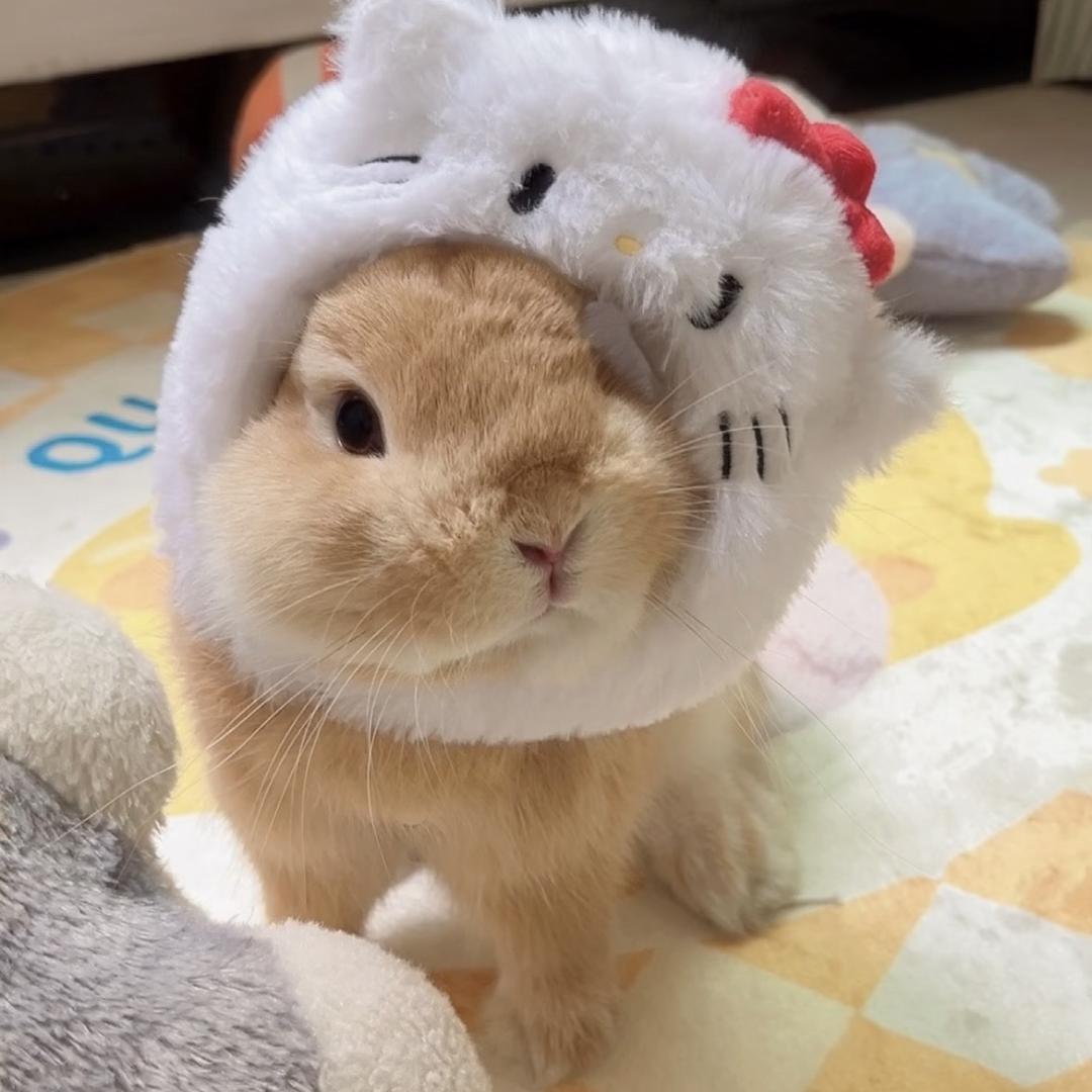 兔兔萌宠臻选舍