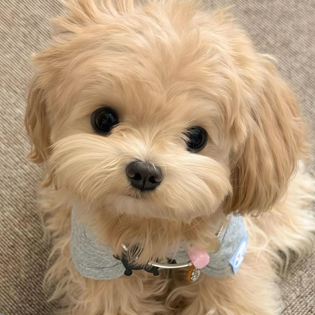 Nini🧁