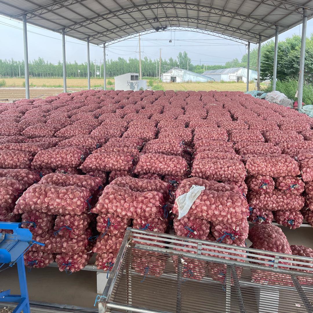 济南商河大青颗种植（互关）