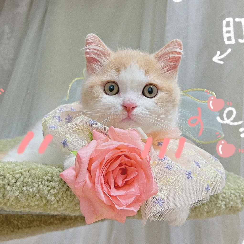 小猫端端