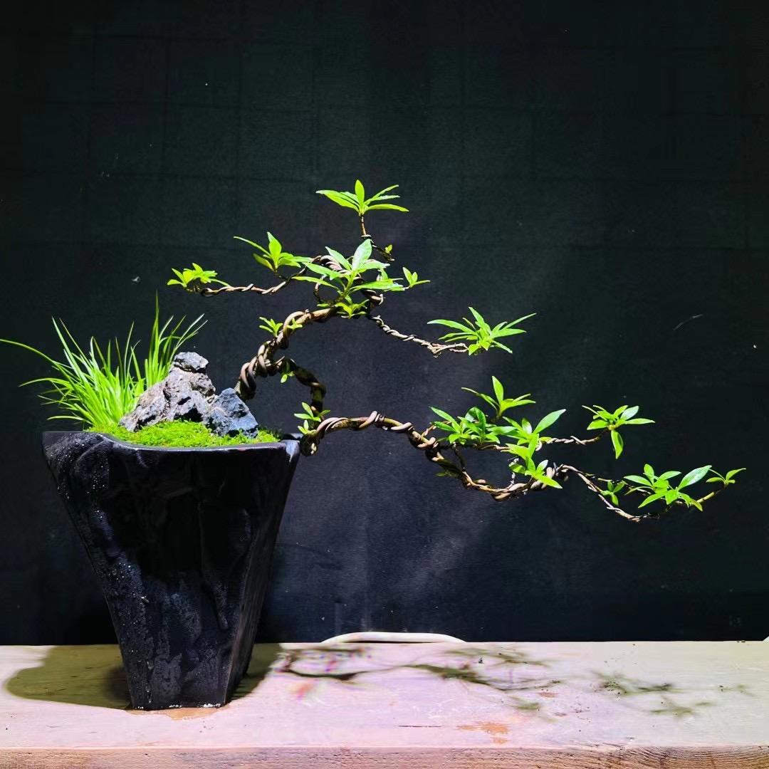 小炉匠花盆