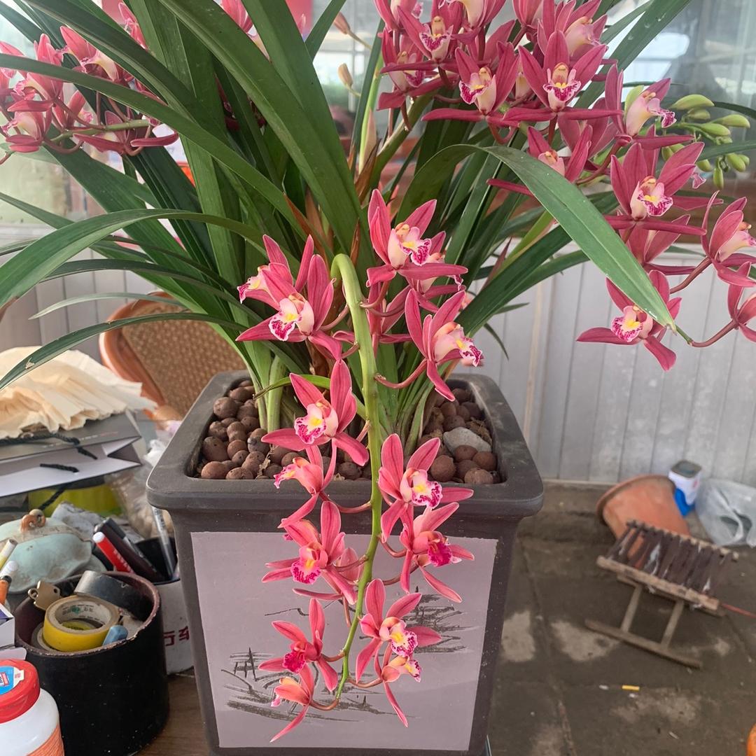 绿都花卉
