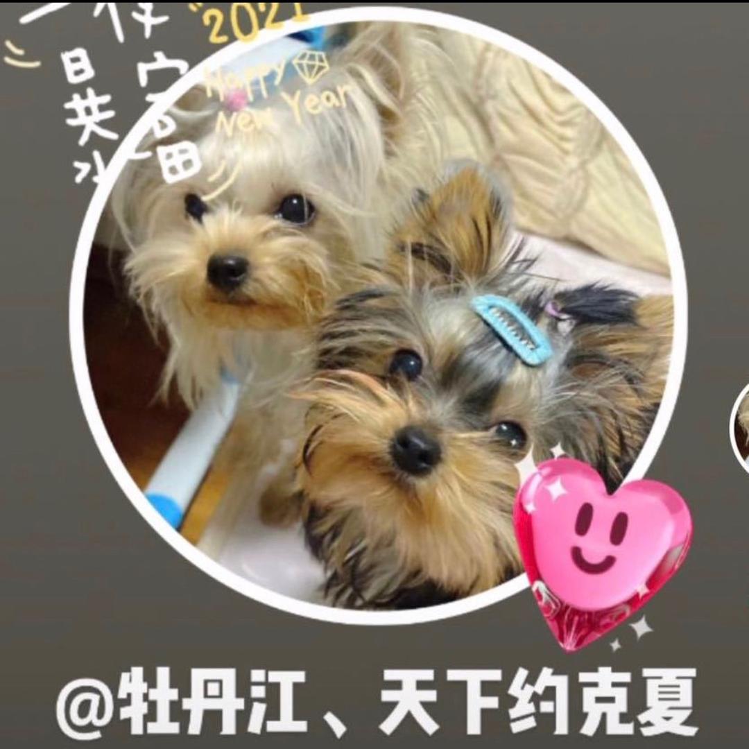 牡丹江天下约克夏