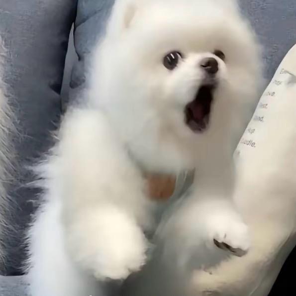 懒洋洋的小摇