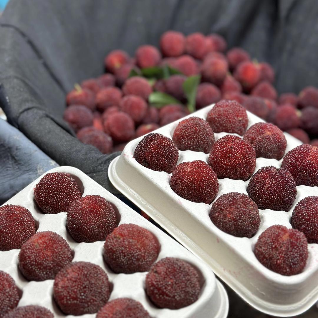 梅先生仙居杨梅