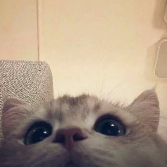 凌晨的猫-🐈