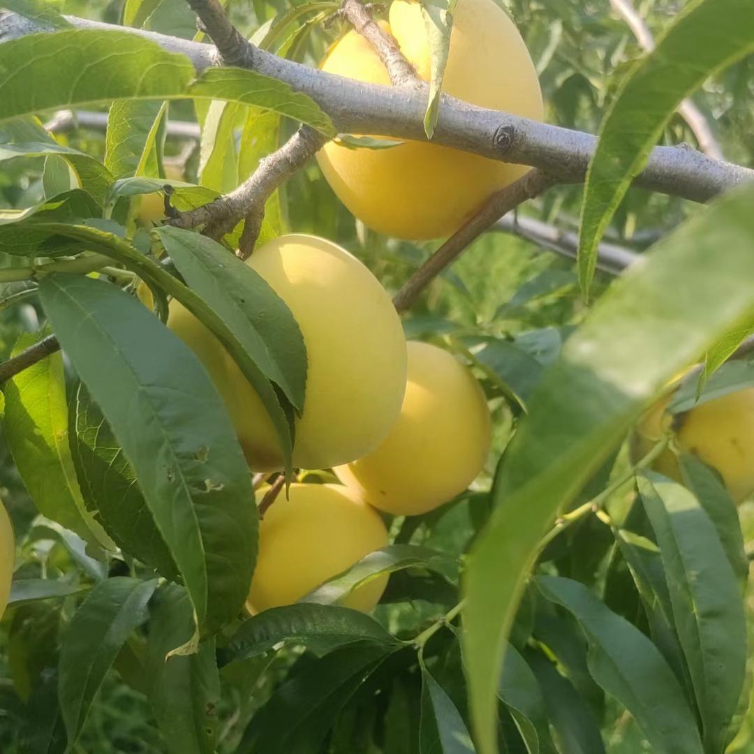 果唯依助农甄选
