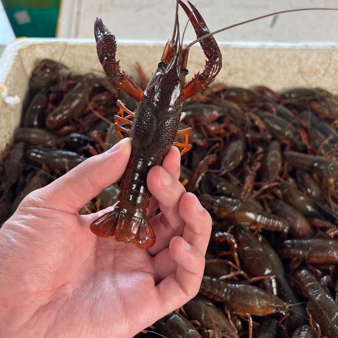 杭州勾庄小吴生鲜水产批发小时达