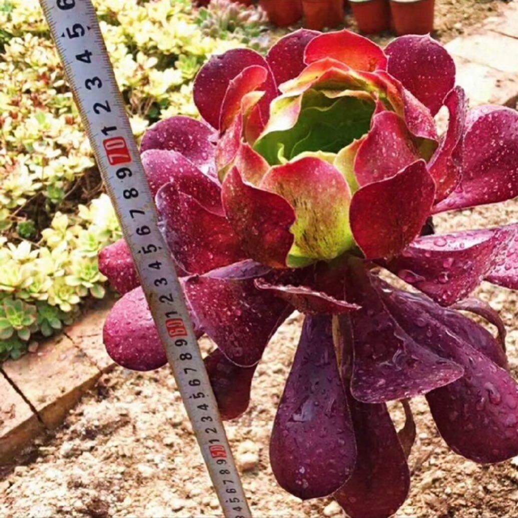 浩宇多肉法师大棚