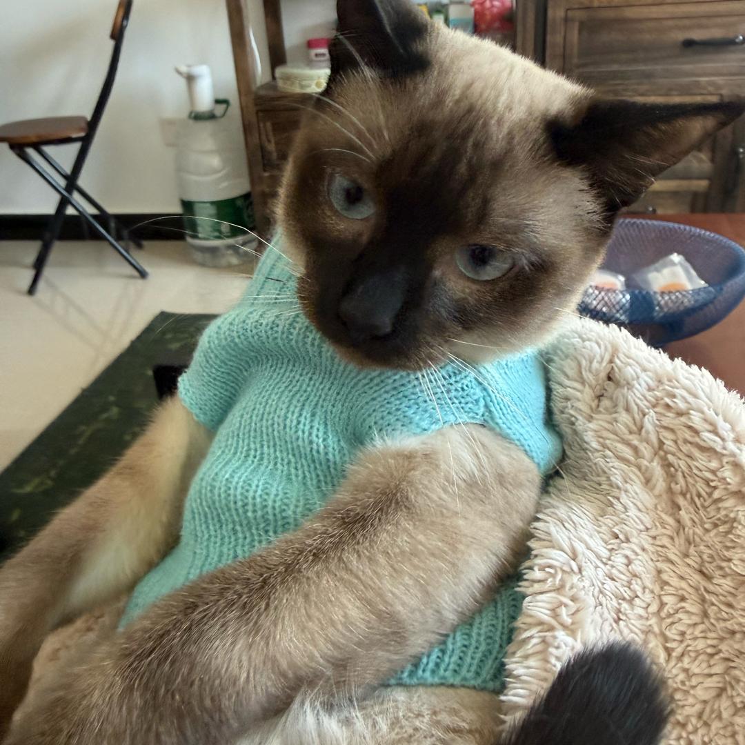 铁面判官爱鳕鱼