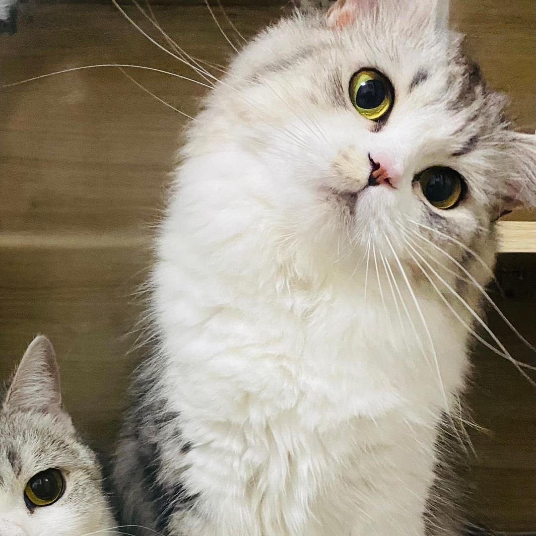 孙啊胜胜（孙洪胜/约课）