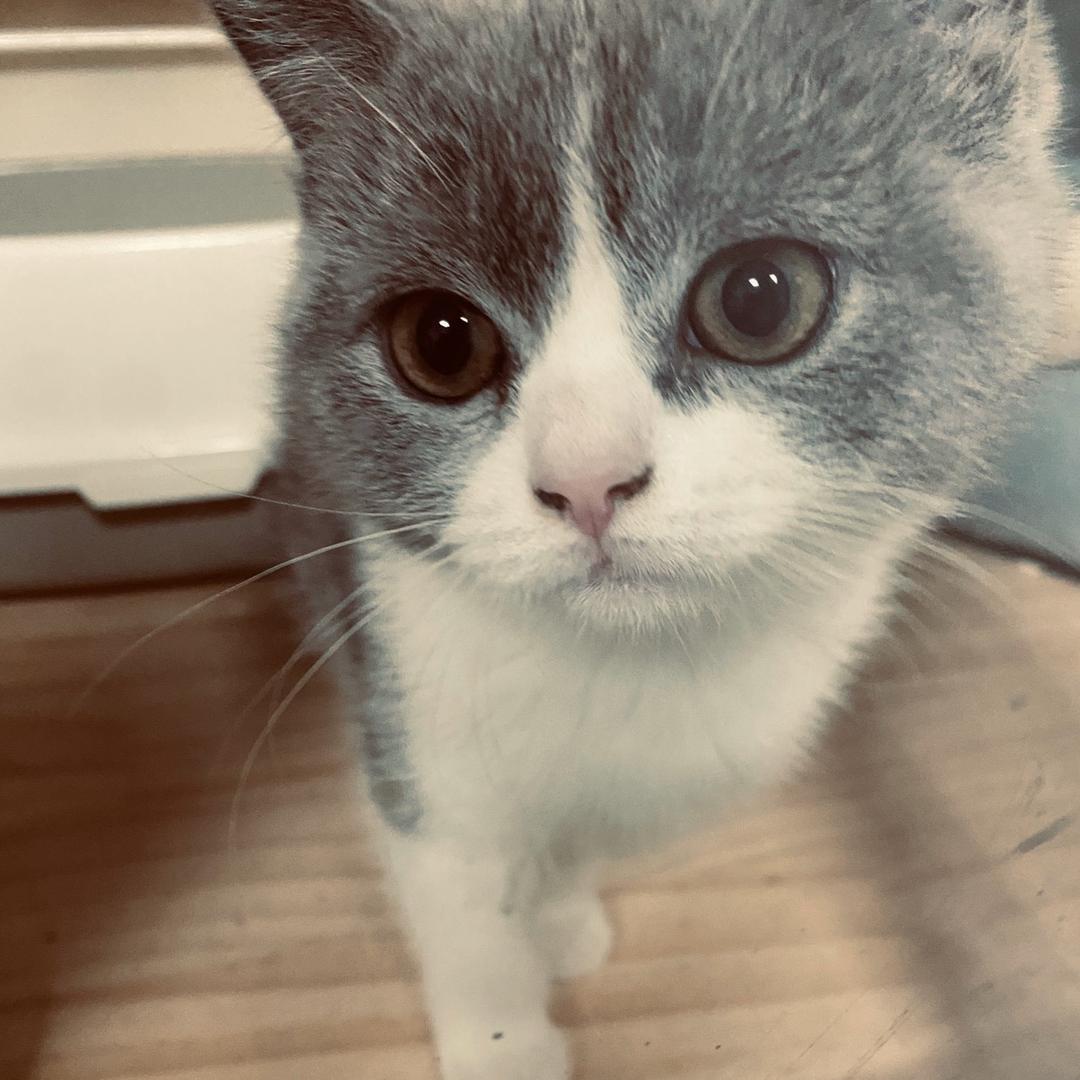 小右