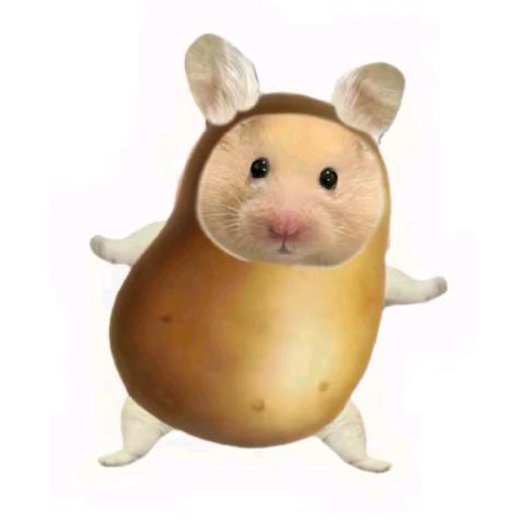 洛小椤