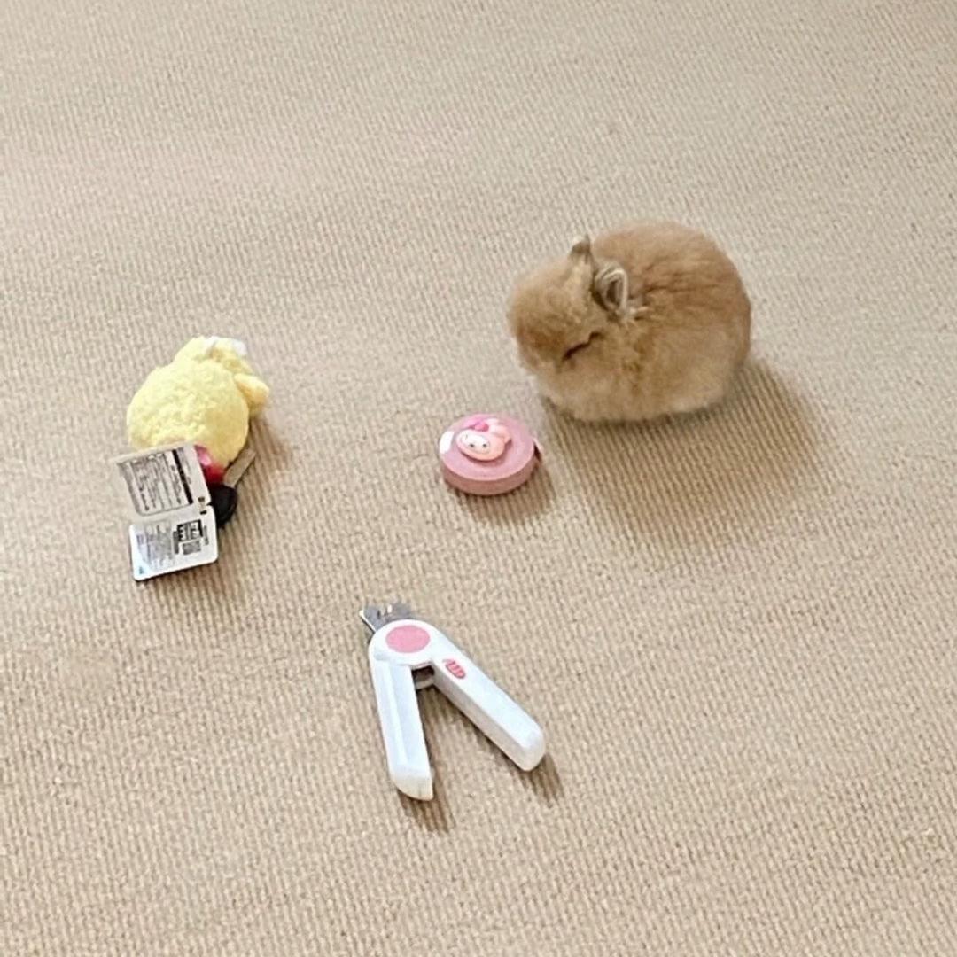 果果皮皮