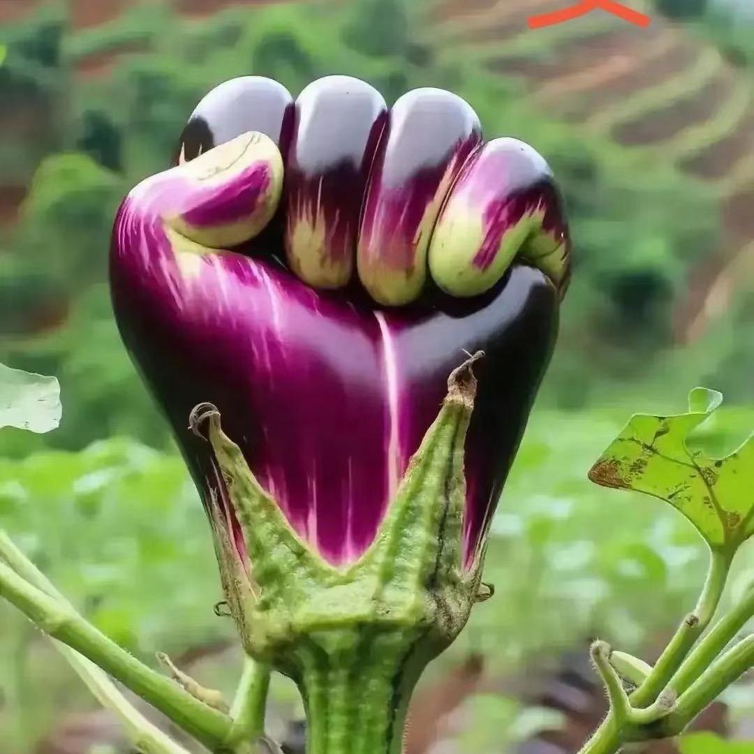 咸鱼之王
