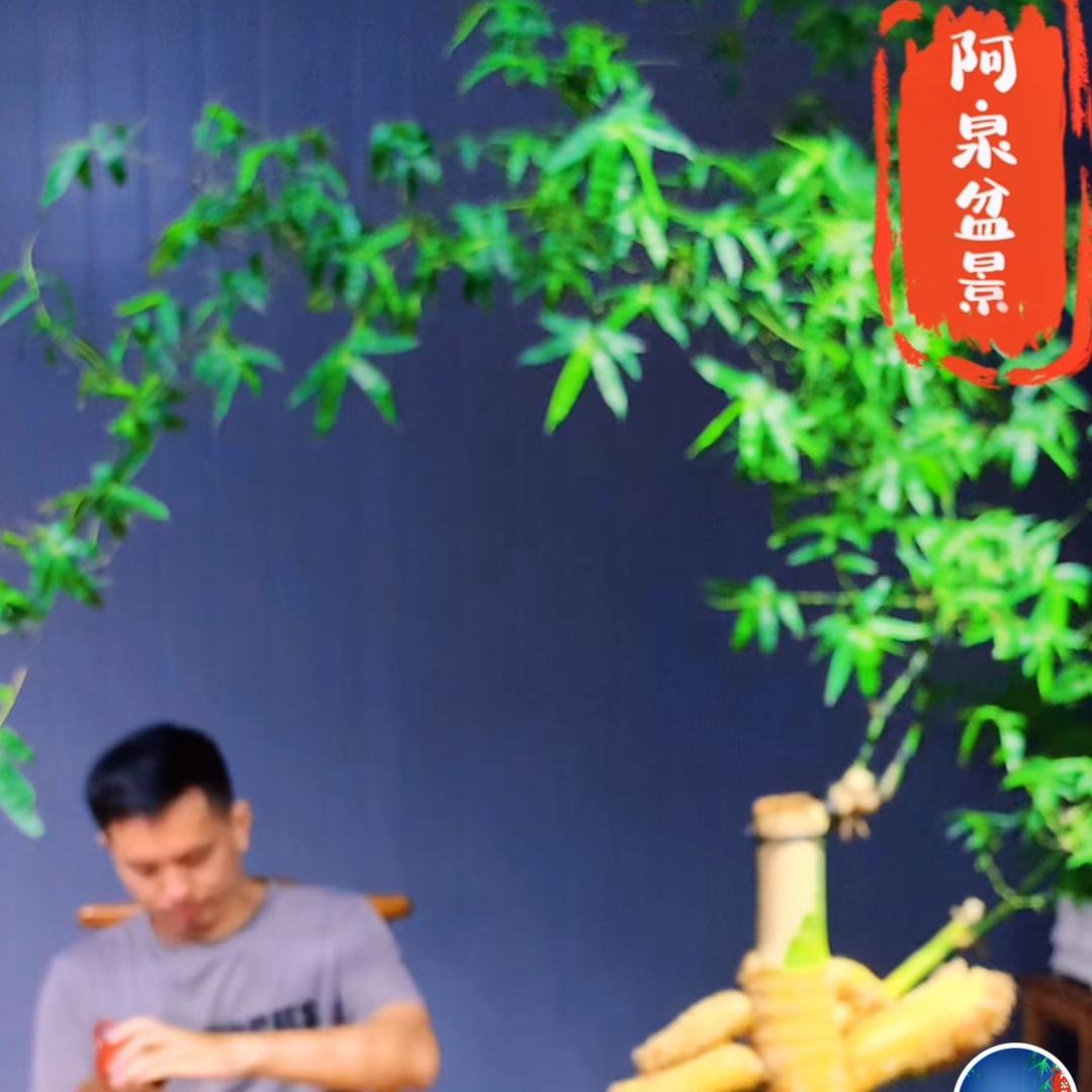 张湧泉盆景
