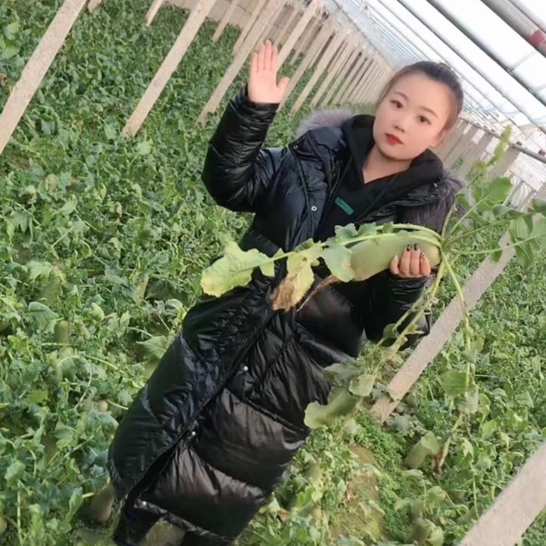 小媛沙窝萝卜种植社